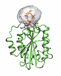 Simvastatin acts as a stopper, plugging the adhesion molecules in the immune system.